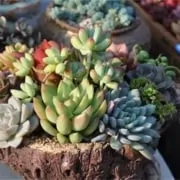 Where to Import succulent plants in China