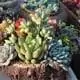 Where to Import succulent plants in China