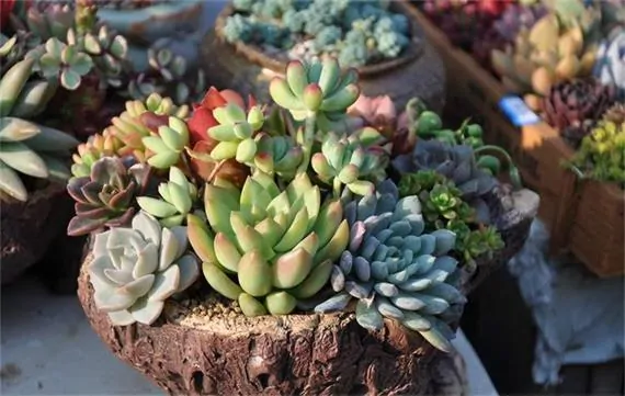 Where to Import succulent plants in China