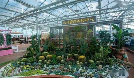 Where to Import succulent plants in China