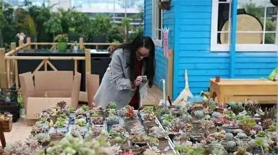 Where to Import succulent plants in China